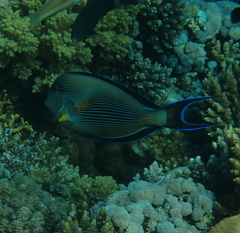 Acanthurus sohal