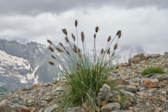 Alopecurus glacialis