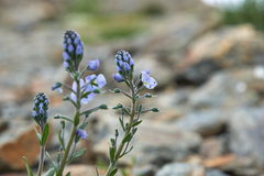 Veronica gentianoides