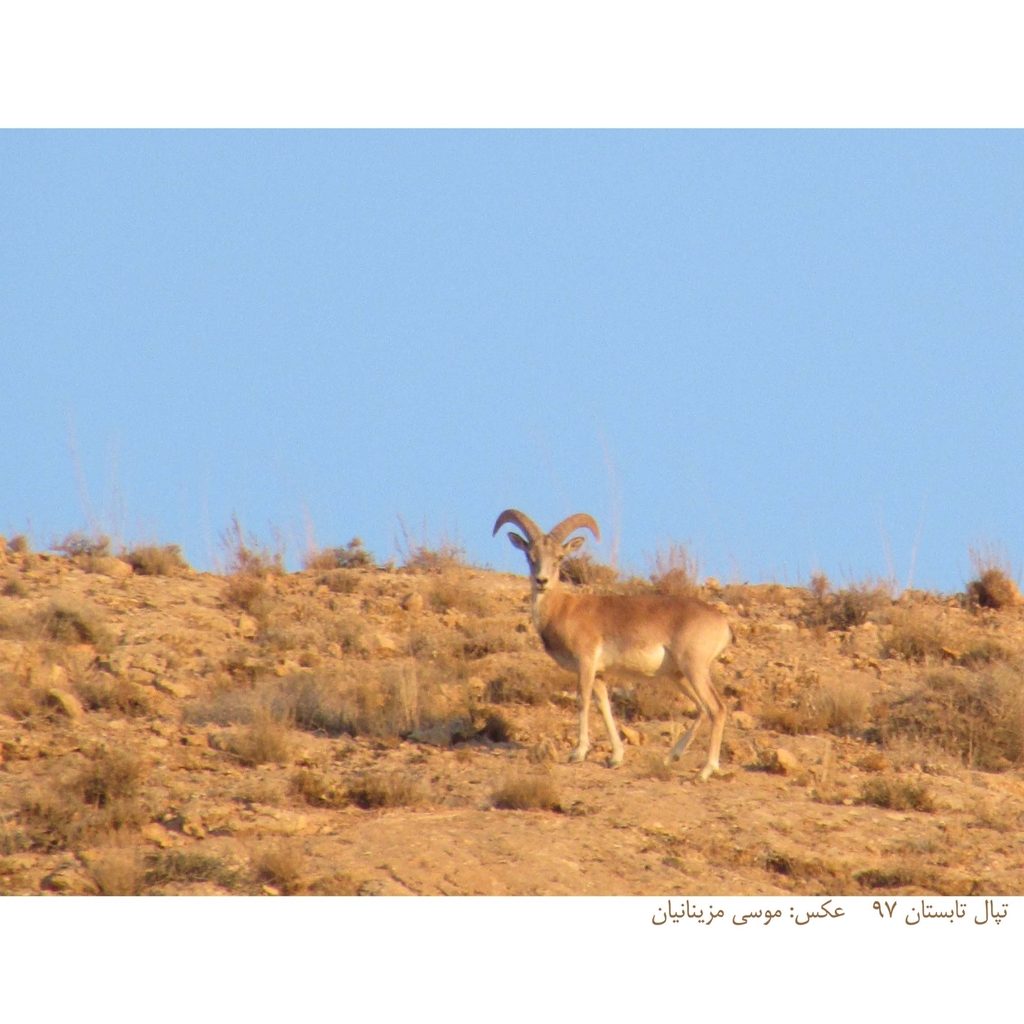 Urial