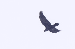 Corvus corax