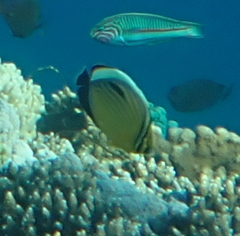 Chaetodon austriacus