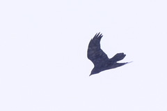 Corvus corax