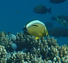 Chaetodon austriacus