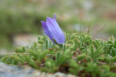 Campanula tridentata biebersteiniana