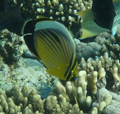 Chaetodon austriacus