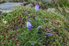 Campanula tridentata biebersteiniana