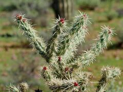 Cylindropuntia acanthocarpa acanthocarpa