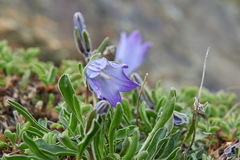 Campanula tridentata biebersteiniana