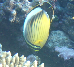 Chaetodon austriacus