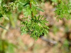 Oncosiphon pilulifer