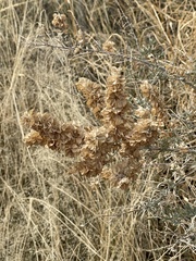 Atriplex canescens