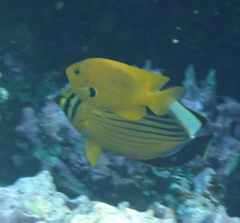 Pomacentrus sulfureus