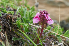 Pedicularis nordmanniana