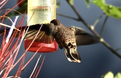 Colibri delphinae