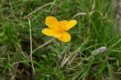 Anemonastrum speciosum