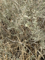 Atriplex canescens