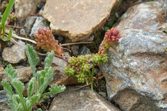 Sedum tenellum