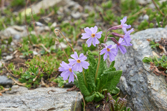 Primula amoena
