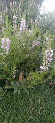 Galega officinalis