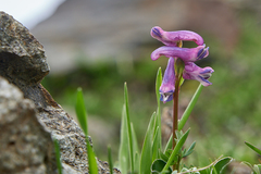 Corydalis conorhiza