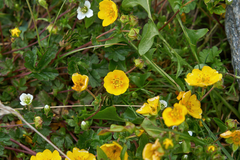 Potentilla gelida