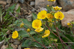 Potentilla gelida