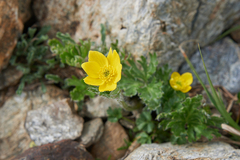 Anemonastrum speciosum
