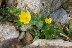 Anemonastrum speciosum