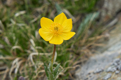 Anemonastrum speciosum