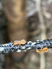 Cephalotes clypeatus