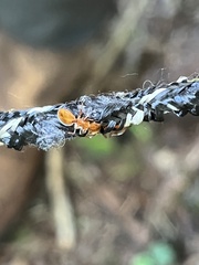 Cephalotes clypeatus