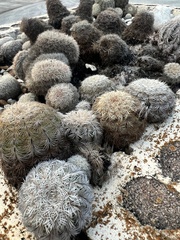 Echinocereus reichenbachii