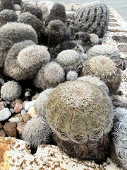 Echinocereus reichenbachii