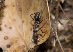 Myrmophyma