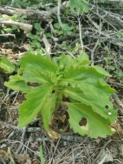 Kalanchoe lanceolata