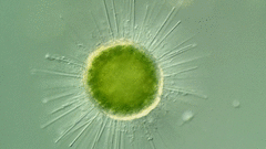 Acanthocystis turfacea