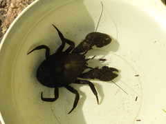 Aegla concepcionensis