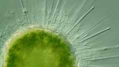 Acanthocystis turfacea