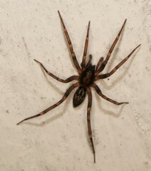 Liocranum rupicola
