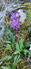 Orchis mascula