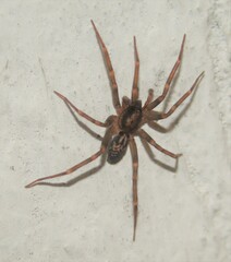 Liocranum rupicola