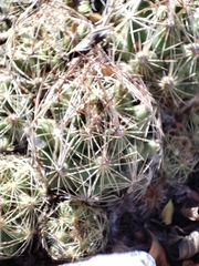 Coryphantha