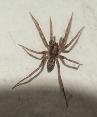 Liocranum rupicola