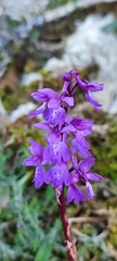 Orchis mascula