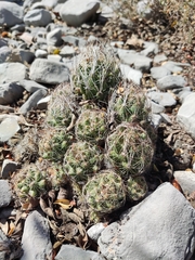 Coryphantha