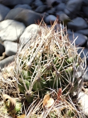 Coryphantha