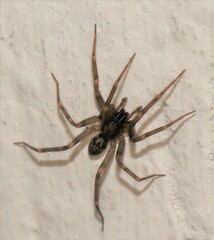 Liocranum rupicola