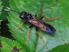 Tenthredo crassa