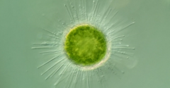 Acanthocystis turfacea